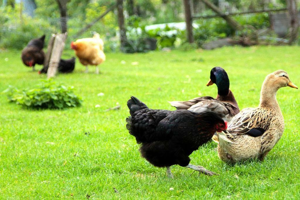Gite De La Ferme De La Cote Les Damps Zewnętrze zdjęcie